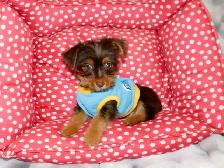 Chiot Yorkshire Terrier brown - Photo 3