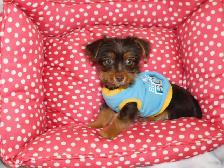 Chiot Yorkshire Terrier brown - Photo 4