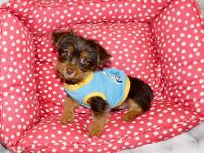 Chiot Yorkshire Terrier brown - Photo 5
