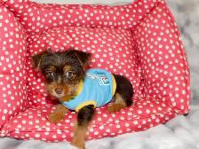 Chiot Yorkshire Terrier brown - Photo 6
