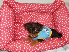 Chiot Yorkshire Terrier brown - Photo 7