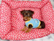 Chiot Yorkshire Terrier brown - Photo 8
