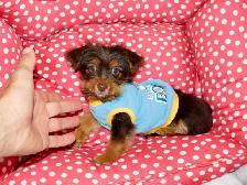 Chiot Yorkshire Terrier brown - Photo 10