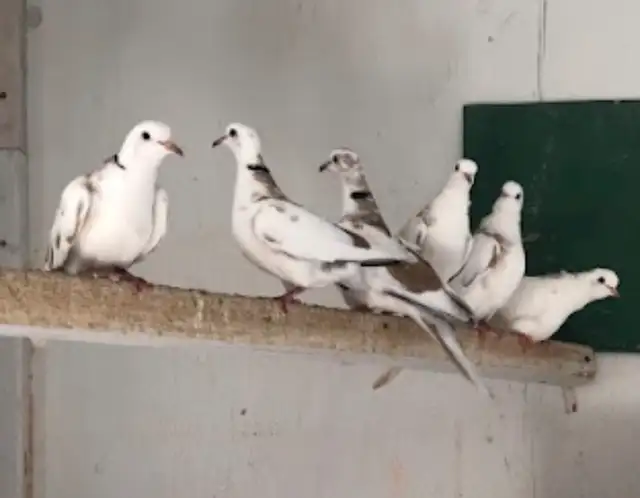 Doves / Birds