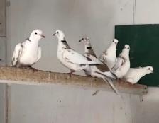 Doves / Birds
