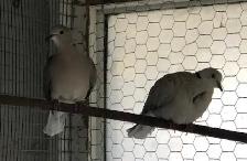 Doves / Birds - Photo 2