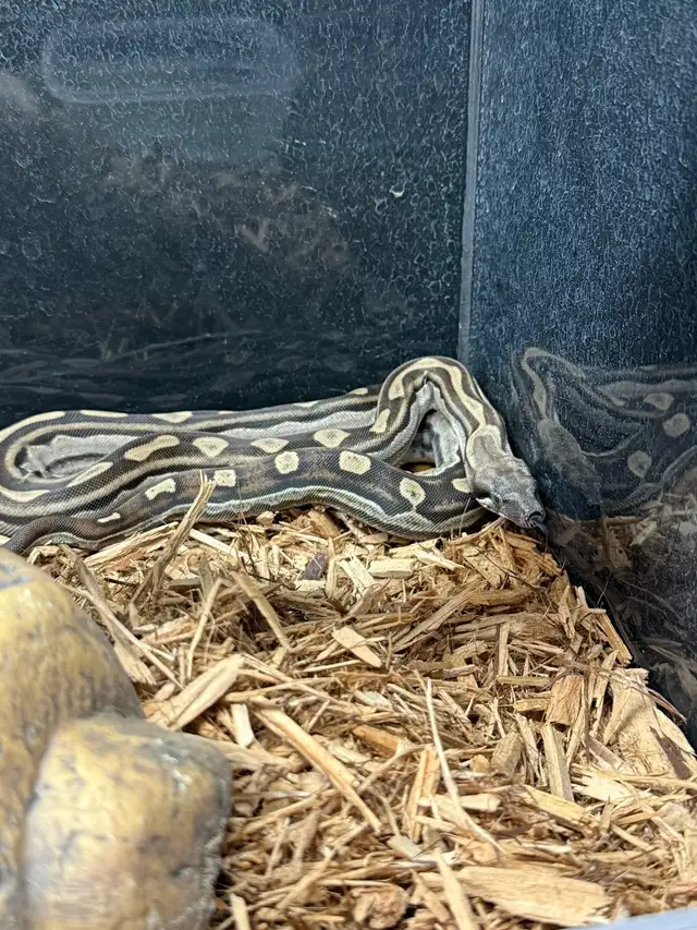 Motley het Anery Boa Constrictor
