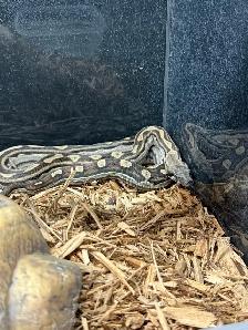 Motley het Anery Boa Constrictor