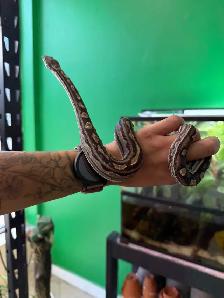 Motley het Anery Boa Constrictor - Photo 2