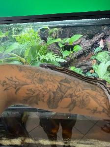 Motley het Anery Boa Constrictor - Photo 3