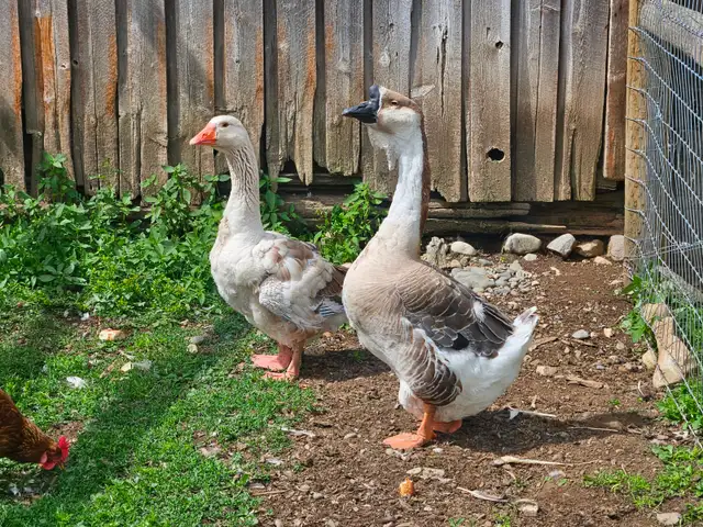 3yr old African grey and toulouse goose breeding pair $200