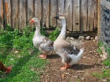 3yr old African grey and toulouse goose breeding pair $200
