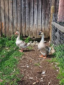 3yr old African grey and toulouse goose breeding pair $200 - Photo 2