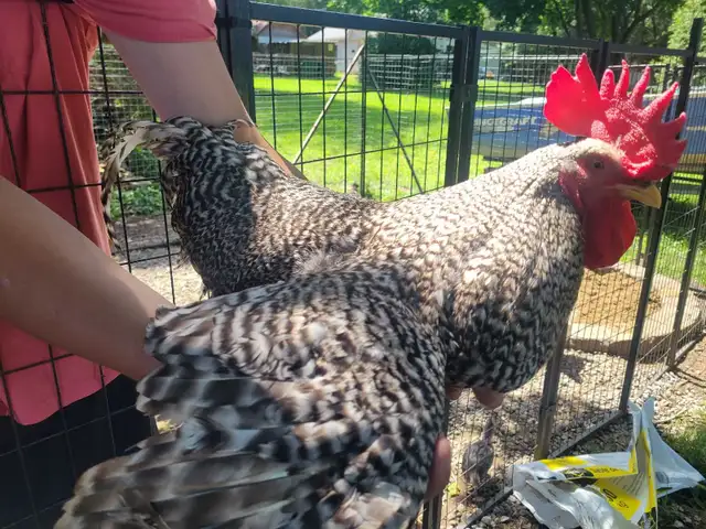 pure breed plymouth rockbar rooster
