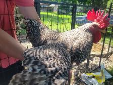 pure breed plymouth rockbar rooster