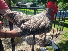 pure breed plymouth rockbar rooster - Photo 2