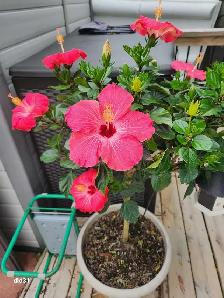 Affordable Garden and Lawn care - Photo 2