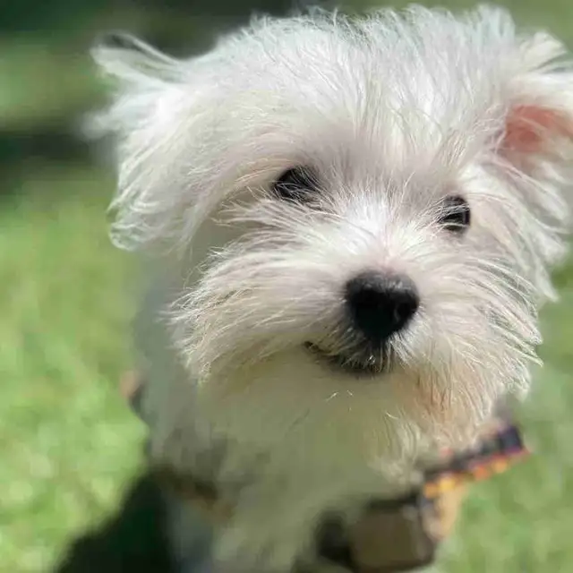 puppy’s for sale