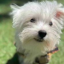 puppy’s for sale
