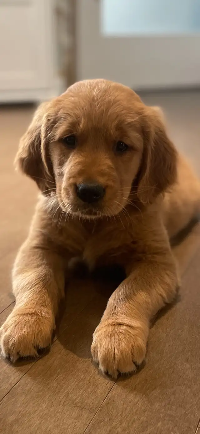 Golden Retriever chiots