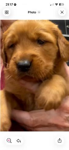 Golden Retriever chiots - Photo 2