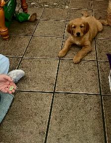 Golden Retriever chiots - Photo 3