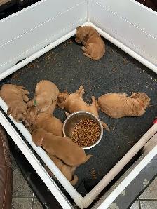 Golden Retriever chiots - Photo 4