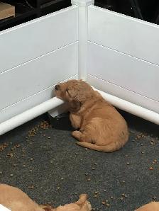 Golden Retriever chiots - Photo 5