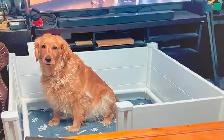 Golden Retriever chiots - Photo 6