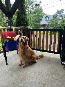 Golden Retriever chiots - Photo 7