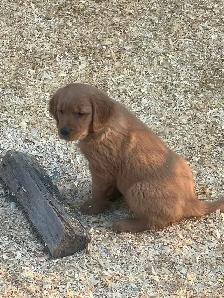 Golden Retriever chiots - Photo 9