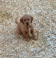 Golden Retriever chiots - Photo 10