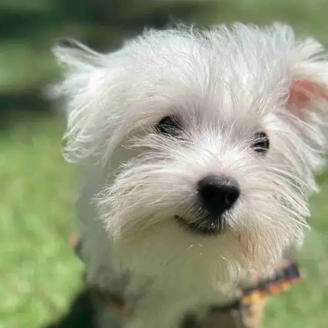 puppy’s for sale