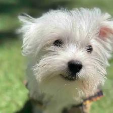 puppy’s for sale