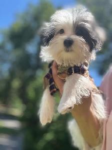 puppy’s for sale - Photo 3