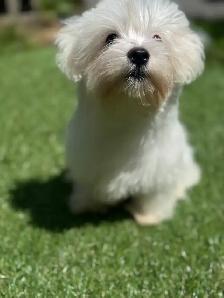 puppy’s for sale - Photo 4