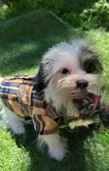 puppy’s for sale - Photo 9