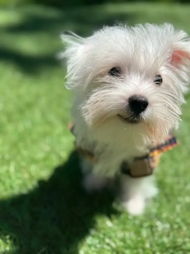 Puppies for sale