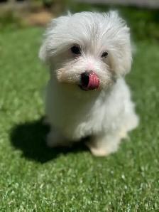 Puppies for sale - Photo 3