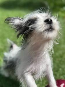 Puppies for sale - Photo 6