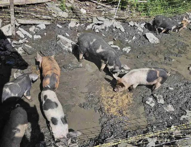 kunekune berkshire mix piglets