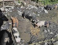 kunekune berkshire mix piglets