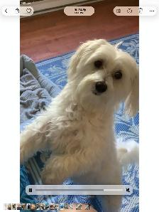 PET SITTER