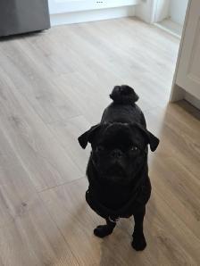 PET SITTER - Photo 2