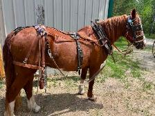 Single Set of Harness