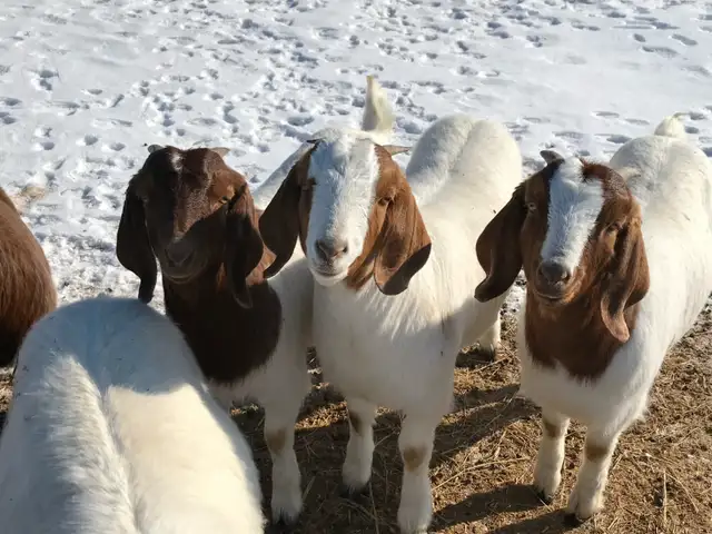 Wanted- looking for a couple boer goat wethers