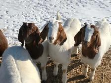 Wanted- looking for a couple boer goat wethers