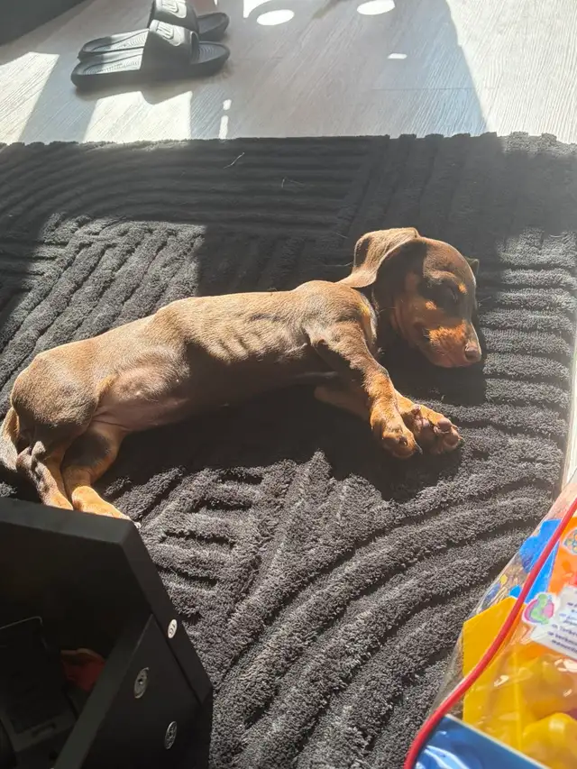 mini dashaund puppy