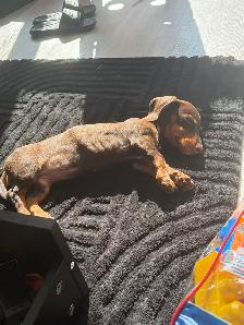 mini dashaund puppy