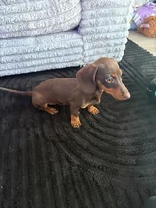 mini dashaund puppy - Photo 2